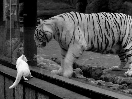 意大利在欧洲杯预选赛中3-1逆转法国，展现强大实力。，意大利欧洲杯预选赛比赛结果