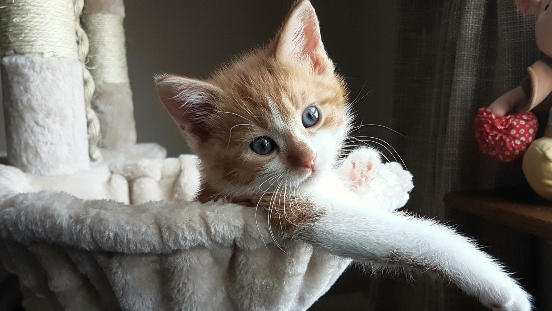 kering.com-《守望先锋年度锦标赛，策略与技巧的极限PEAK》，守望先锋锦标赛赛制