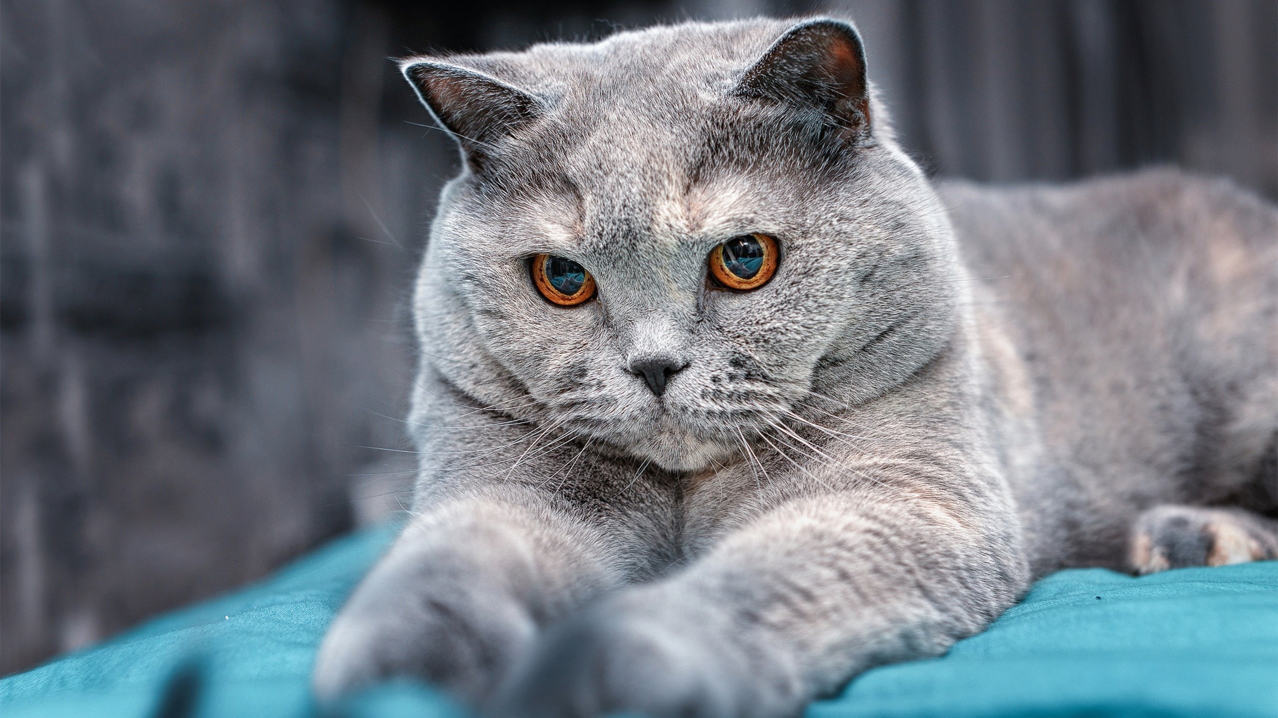 开云·体育官网-世界电竞联盟成立，总部设在新加坡，世界电竞联盟成立,总部设在新加坡吗